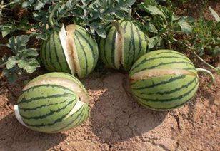 吃瓜网 - 免费吃瓜 黑料不详,免费吃瓜，黑料详情尽在其中